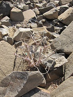 Euphorbia longituberculosa Djibouti.jpg