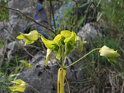 Colour photo of Euphorbia taurinensis plant