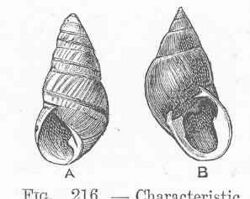 FMIB 48722 Characteristic Polynesian Mollusca -.jpeg