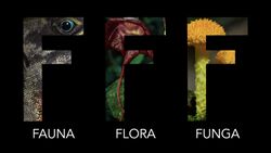 Fauna, flora y funga.jpg