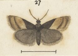 Fig 27 MA I437618 TePapa Plate-XIX-The-butterflies full (cropped).jpg