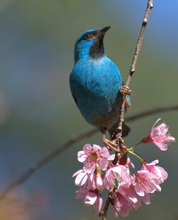 Flickr - Dario Sanches - SAÍ-AZUL macho (Dacnis cayana) (1).jpg