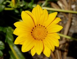 Gazania rigens-1.jpg