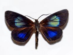 Geometridae - Drymoea beata.JPG
