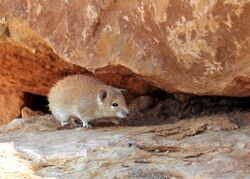 Golden Spiny Mouse (Acomys russatus).JPG