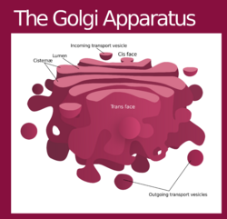 Golgi apparatus (editors version).svg