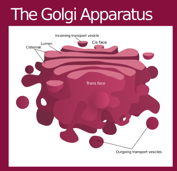 File:Golgi apparatus (editors version).svg