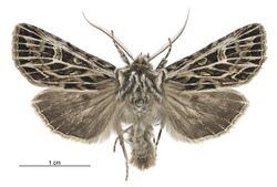 Graphania disjungens male.jpg