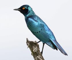 Greater Blue-eared Starling, Lamprotornis chalybaeus, at Chobe National Park, Botswana (31947810230), crop.jpg