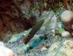 Hector's Goby.jpg