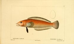 Histoire naturelle des poissons (Pl. 63) (7949952896).jpg