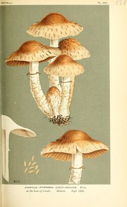Illustrations of British Fungi (Hymenomycetes), to serve as an atlas to the "Handbook of British Fungi" (Pl. 568) (9016470850).jpg