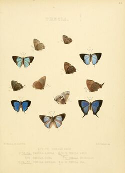Illustrations of diurnal Lepidoptera 35.jpg