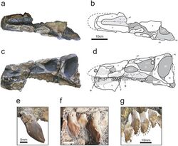 Isaberrysaura mollensis skull.jpg