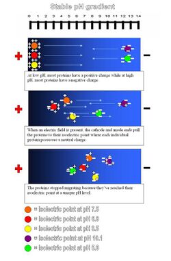 Isoelectric focusing contribute2.jpg