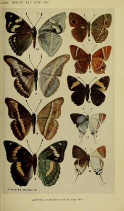 JournalBombayNaturalHistorySociety1915Plate2.jpg