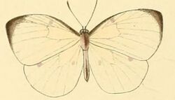 Larinopoda lircaea1.JPG