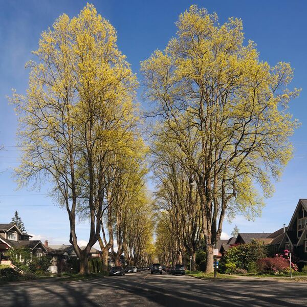 File:Liriodendron tulipifera at Vancouver BC 10th Ave at Dunbar in spring.jpg