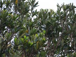 Lithocarpus formosanus.jpg