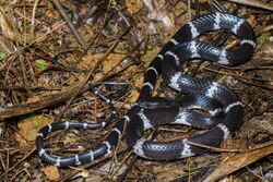 Lycodon septentrionalis, White-banded wolf snake - Doi Phu Kha National Park (48610855057).jpg