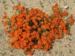 Lysimachia monelli (habitus).jpg