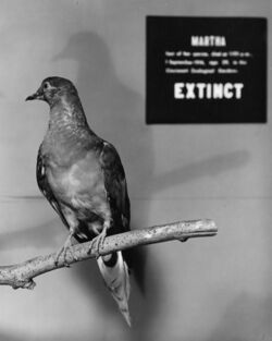 Martha, a Passenger Pigeon.jpg