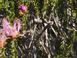 Melaleuca bisulcata (fruits).JPG