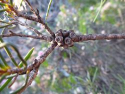 Melaleuca nematophylla (fruits).JPG