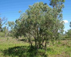 Melaleuca nervosa habit.jpg