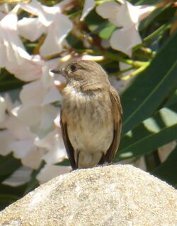 Muscicapa tyrrhenica gare d'Ajaccio (1) (cropped).jpg