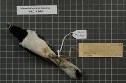 Naturalis Biodiversity Center - RMNH.AVES.136016 2 - Monarcha leucurus leucurus Gray, 1858 - Monarchidae - bird skin specimen.jpeg