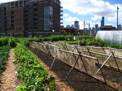 New crops-Chicago urban farm.jpg