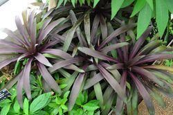Nidularium purpureum (jardin botanique du parc de la Tête-d'Or, Lyon, France).JPG