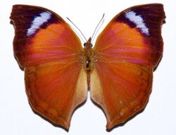 Nymphalid Butterfly (Salamis anteva) (8350744456).jpg