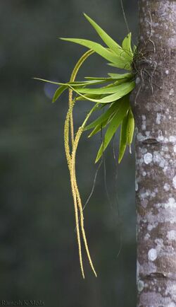 Oberonia-Nagara Hole National Park, India.jpg