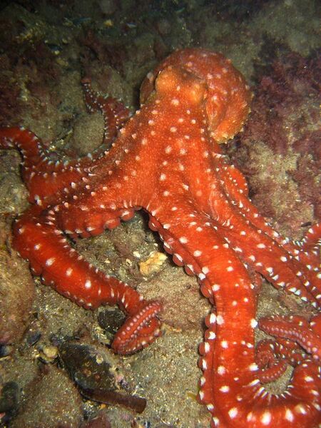 File:Octopus macropus.jpg