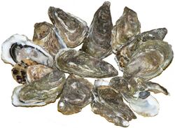Pacific oysters 01.jpg