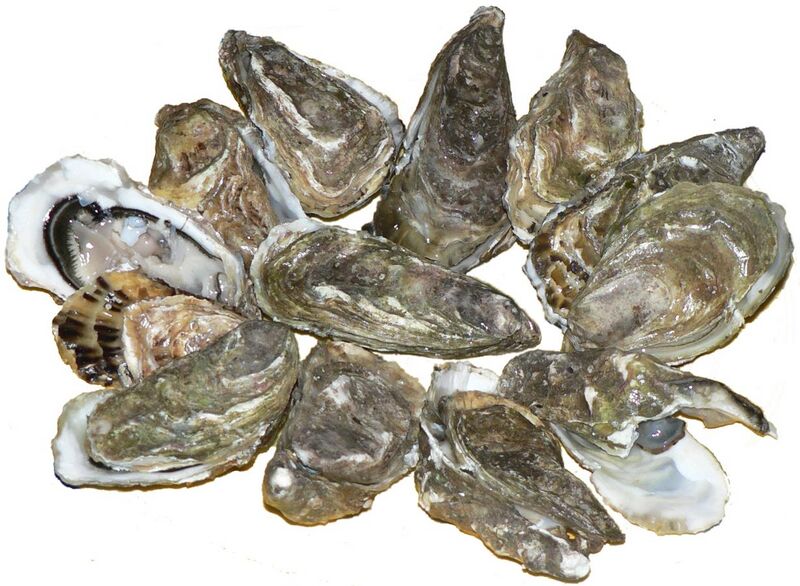 File:Pacific oysters 01.jpg