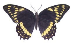 Papilio menatius syndemis - Castelnau.jpg