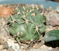 Plant-Gymnocalycium-Sierra Medina.jpg