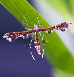 Grape Plume Moth (Geina periscelidactylus)