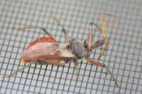 An assassin bug walking on a fine metal mesh.