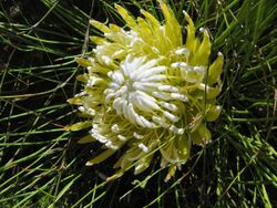 Protea lorea 15802016.jpg