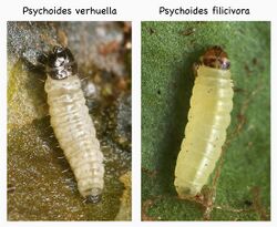 Psychoides verhuella-filicivora larvae (16664499575).jpg