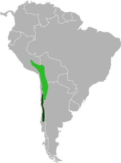 Range of Chinchilla lanigera and Chinchilla brevicaudata.svg
