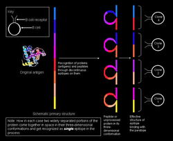 Recognition of conformational epitopes by B cells.PNG