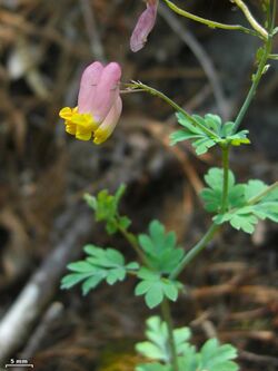 Rock harlequin flower and leaves.jpg