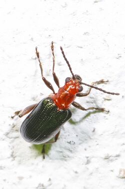 Say's Oulema Leaf Beetle - Oulema sayi, Woodbridge, Virginia.jpg