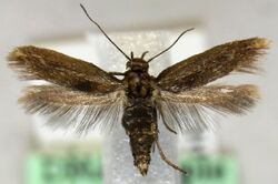 Scythris cicadella.JPG