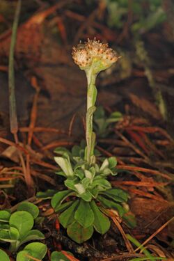 Shale Barren Pussytoes - Antennaria virginica, Green Ridge State Forest, Flintstone, Maryland.jpg
